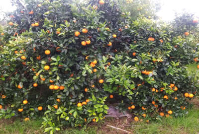 باغ مرکبات شامل پرتغال ایتالیایی تامسون و خونی و نارنگی ۳۶۰۰ متر زمین