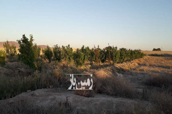 زمین کشاورزی روستای انجم آباد سند تک برگ اب موتور-2