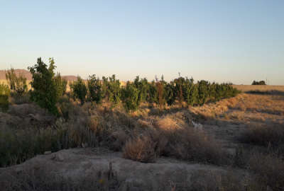 زمین کشاورزی روستای انجم آباد سند تک برگ اب موتور
