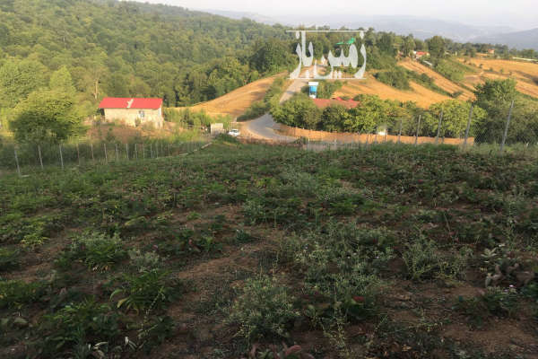 زمین ۱۳۰۰ متری واقع در روستای محمداباد بهشهر-3