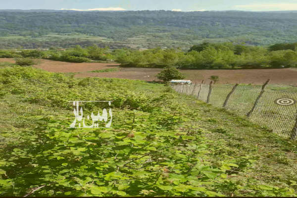 ۲۶۰۰ متر باغ در روستای کوهپایه ای جنگلی سقندینکلا-1