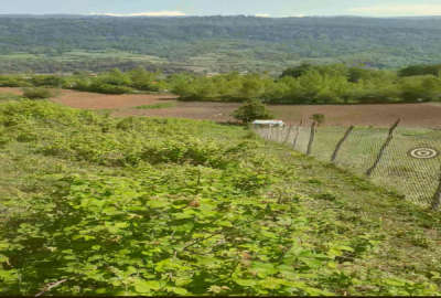 ۲۶۰۰ متر باغ در روستای کوهپایه ای جنگلی سقندینکلا