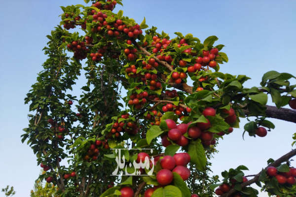 باغ واقع در شاهرود مغان با امکانات کامل-1