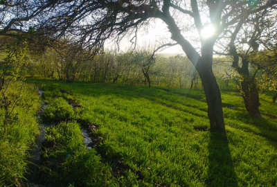 باغ واقع در روستای ازاد علیا زنجان ۳۰۰۰ متر