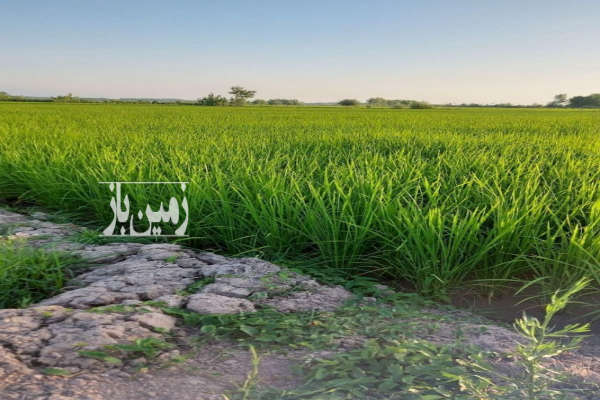 زمین کشاورزی ۲۰۰۰ متری مکانیزه در دهبنه-1