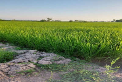 زمین کشاورزی ۲۰۰۰ متری مکانیزه در دهبنه