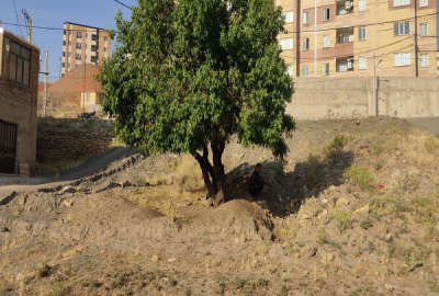 زمین مسکونی واقع در شهرک بهشتی ارغوان