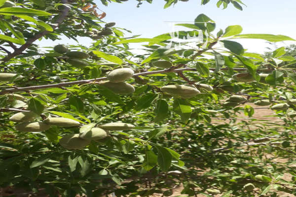 خونه باغ جنب جاده اصلی استخر و ۱۳۰درخت میوه روستای زیزگان-4
