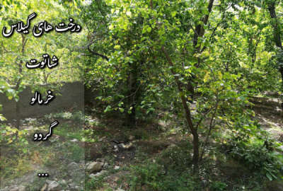 باغ مشجر در سولقان در محله کشهر سفلی