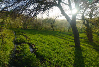 باغ روستایی واقع در ۲۰ کیلو متری زنجان