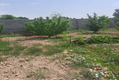 زمین و باغ ۶۳۰ متری دارای چهاردیواری