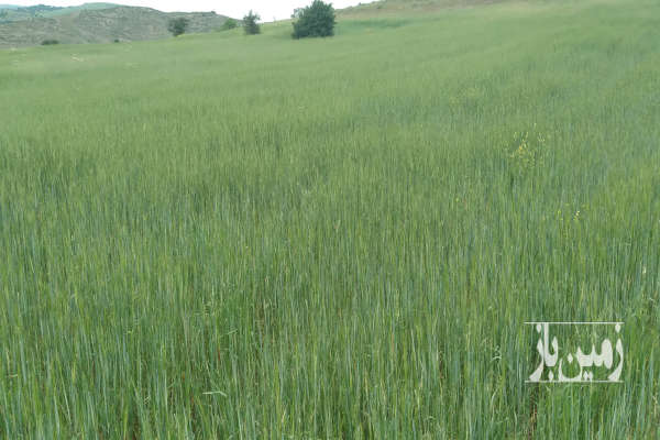 زمین کشاورزی در روستای اروشکی ۱۲۰۰۰ متری-1