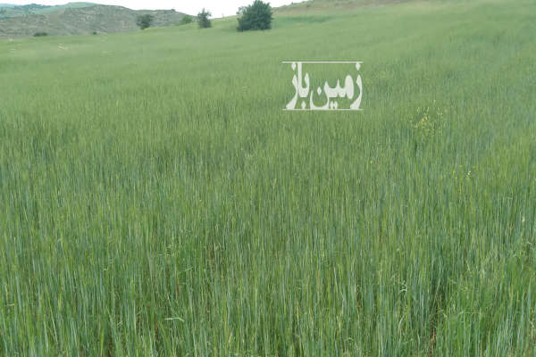 زمین کشاورزی در روستای اروشکی ۱۲۰۰۰ متری-4