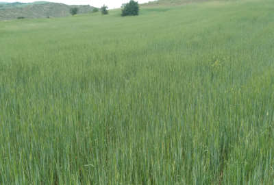 زمین کشاورزی در روستای اروشکی ۱۲۰۰۰ متری
