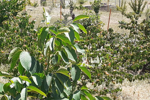 باغ ۱۰۰۰ متری درمکانی دنج و راحت با دسترسی آ سان-2