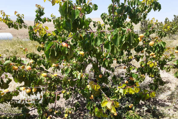 باغ ۱۰۰۰ متری درمکانی دنج و راحت با دسترسی آ سان-3