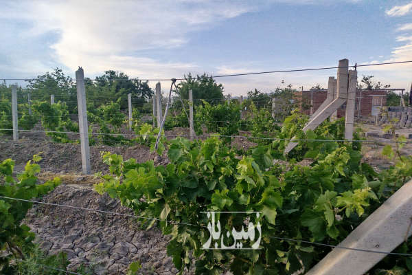 باغ عجب شیر روستای شیراز ۴۰۰۰ متر-1