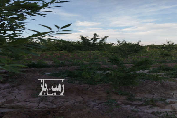 باغ عجب شیر روستای شیراز ۴۰۰۰ متر-4