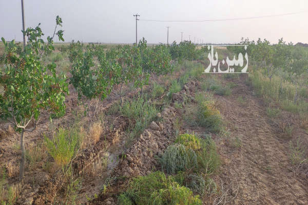 یک هکتار باغ پسته ۹ ساله با ۶۰۰ درخت فروشی-3