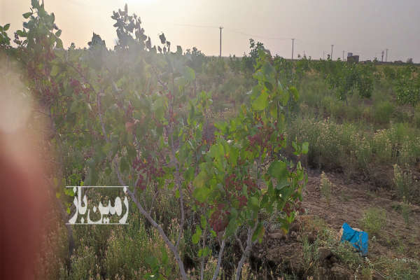 یک هکتار باغ پسته ۹ ساله با ۶۰۰ درخت فروشی-4