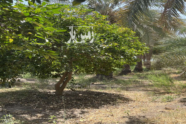 باغ مرکبات فروشی با ۵۵۰۰ متر زمین علی آباد-2