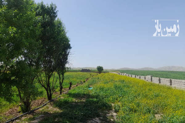 زمین کشاورزی درقعله تل چشمه شیرین دارای درخت دونیم هکتار-1