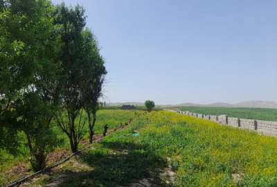 زمین کشاورزی درقعله تل چشمه شیرین دارای درخت دونیم هکتار