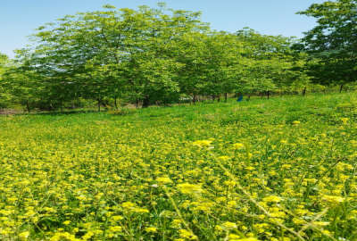 زمین با کاربری باغی در روستای ولیجار بخش رحمت آباد ۶۰۰ متر