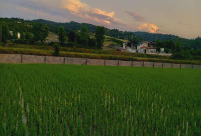 زمین مسکونی سنددار چسبیده به جنگل دشت سر روستای بزرگ وسطی کلا