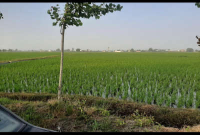 زمین کشاورزی ۲۰۰۰ متری دارای ۴۰ متر بر روستای گالشپل