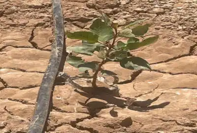 زمین کشاوزی یک هکتار با قابلیت ارتقا برای مرغ داری و گاوداری