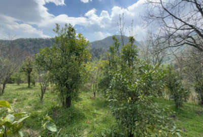 زمین ۴۰۰ متری بافت زرد سلیمان آباد روستای یوسف آباد لوکیشن عالی
