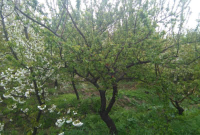 زمین باغی ۵۰۰ متری در ملارد منطقه در حال رشد