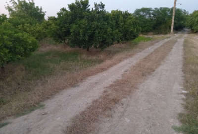 باغ با درختان مرکبات ۱۵ساله با امتیازات آب برق و ۱۵۰۰ متر زمین