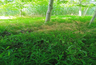 زمین به متراژ ۱۳۳ هکتار جاده رشت به انزلی روستای پشتسان