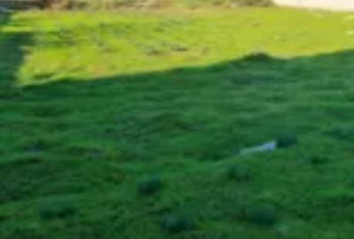 زمین مسکونی ۴۰۵ متر فروش فوری چپکرود روستای انبارسر