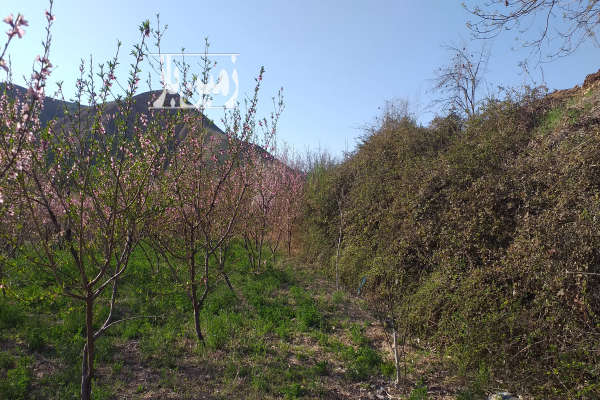 زمین باغی و کشاورزی دارای درختان هلو ۱۸۰۰ متر فروشی-1
