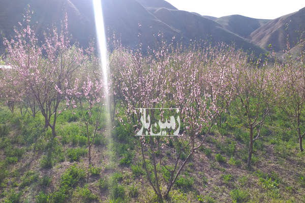 زمین باغی و کشاورزی دارای درختان هلو ۱۸۰۰ متر فروشی-2