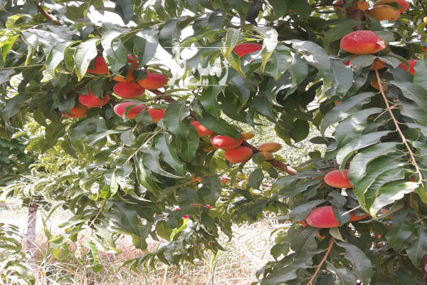 زمین باغی و کشاورزی دارای درختان هلو ۱۸۰۰ متر فروشی-3