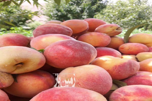 زمین باغی و کشاورزی دارای درختان هلو ۱۸۰۰ متر فروشی-4