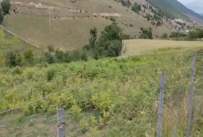 زمین ۱۳۷۰ متر دودانگه روستای دامادکلاه