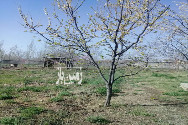 باغ در کوی تقی آباد جاده سوگلی تپه ۱۵۰۰ متر زمین-1