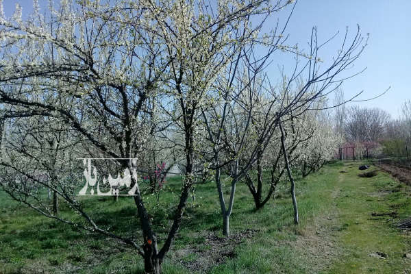 باغ در کوی تقی آباد جاده سوگلی تپه ۱۵۰۰ متر زمین-3