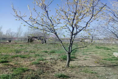 باغ در کوی تقی آباد جاده سوگلی تپه ۱۵۰۰ متر زمین