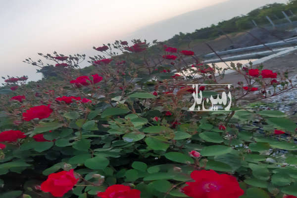 زمین اماده ساخت خونه باغ یا ویلا در شمال ۱۰۰۰ متر-2