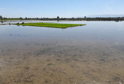 زمین کشاورزی ۴۵۵۰ متر روستای شهاب الدین زیر آبندان