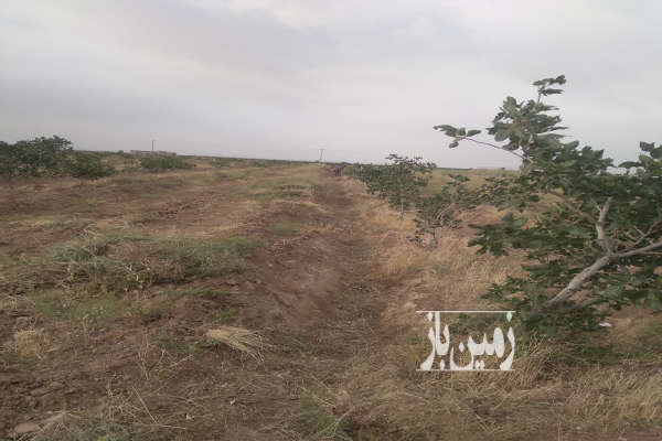 باغ پسته در فیروزه حدود ۴ هکتار ۵۰۰ عدد درخت-1