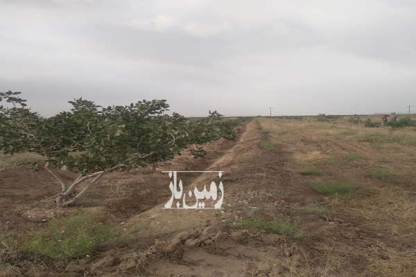 باغ پسته در فیروزه حدود ۴ هکتار ۵۰۰ عدد درخت-2