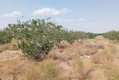 باغ پسته در روستای قوشه استان سمنان ۴۵۰۰ متر زمین