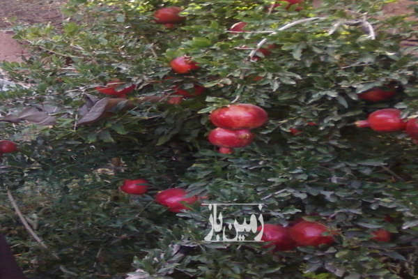 باغ انار ۲۵۰۰ متری (۵۰۰ متر زمین کلنگی) جاده دوآب آبسرد-3